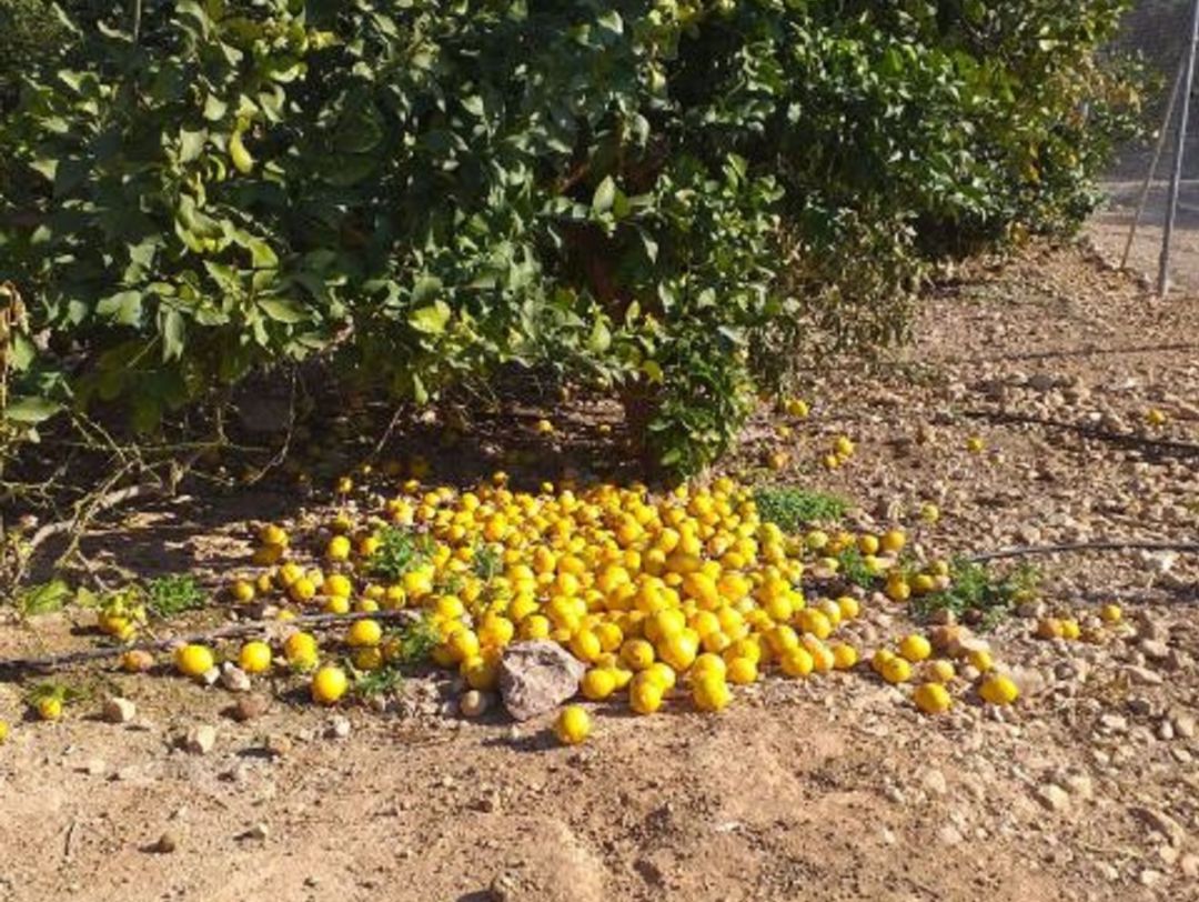 Los productores dejan los limones para industria en el suelo por los bajos precios Los productores dejan los limones para industria en el suelo por los bajos precios