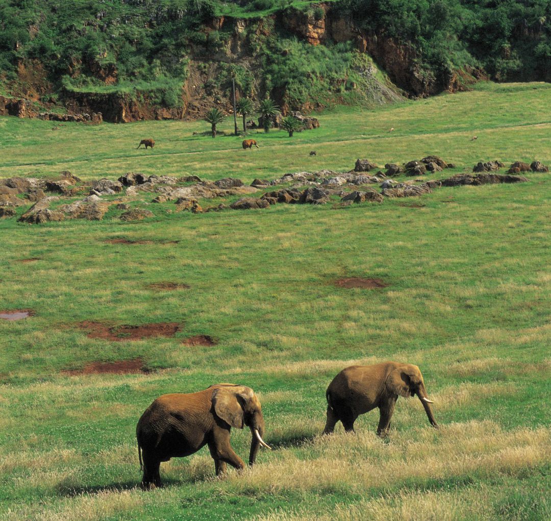 Ejemplares de elefante en el Parque de la Naturaleza de Cabárceno. Ejemplares de elefante en el Parque de la Naturaleza de Cabárceno.