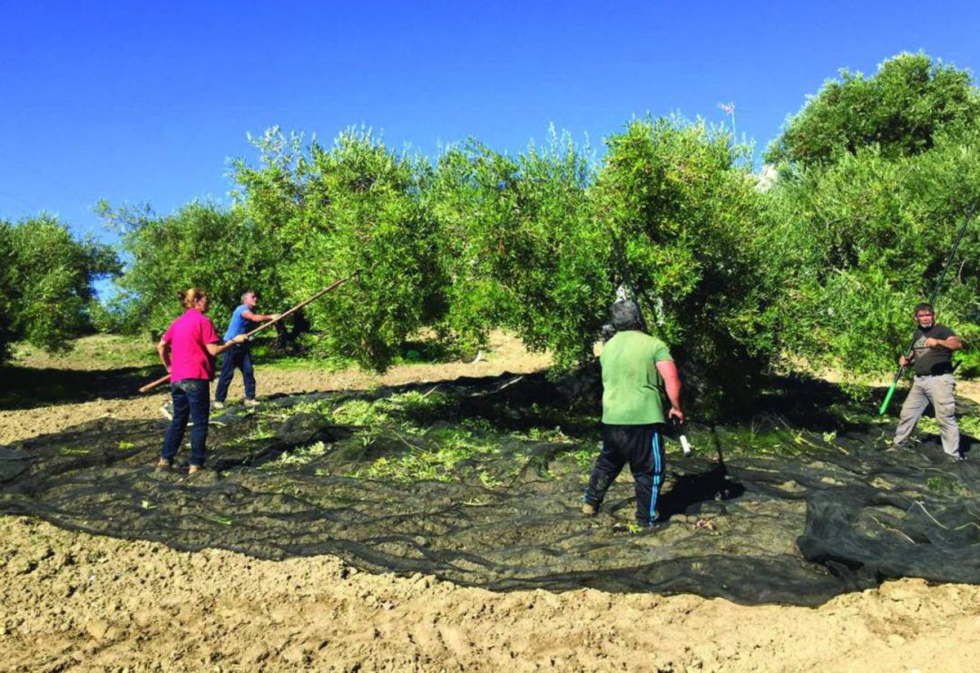 Agricultores trabajando en la campaña de la aceituna Agricultores trabajando en la campaña de la aceituna