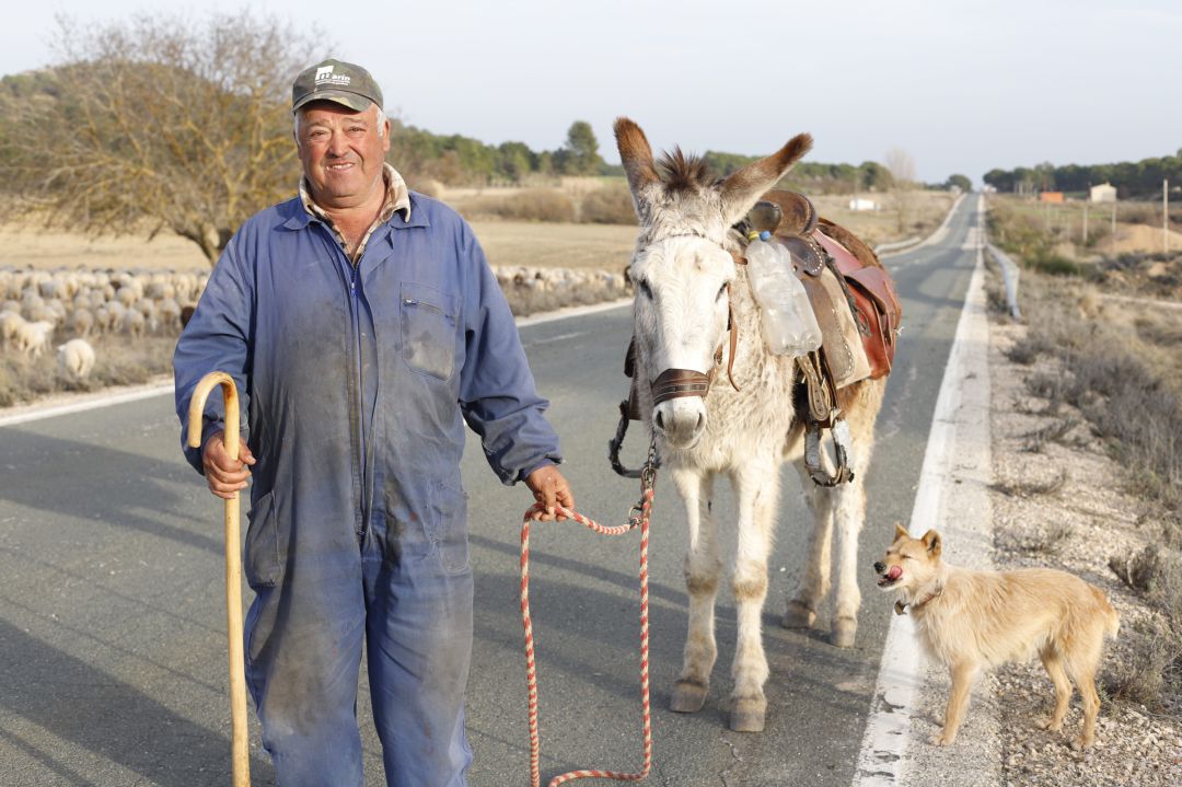 Amador Herraiz con su burro Platero y con su perra Pastora junto a su ganado de ovejas en la carretera de Cardenete (Cuenca). Amador Herraiz con su burro Platero y con su perra Pastora junto a su ganado de ovejas en la carretera de Cardenete (Cuenca).
