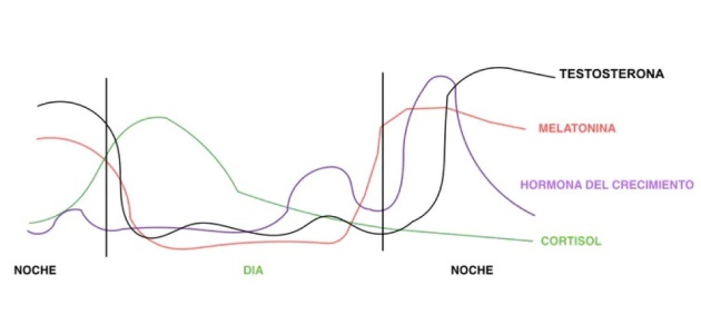 Niveles hormonales a lo largo del día Niveles hormonales a lo largo del día