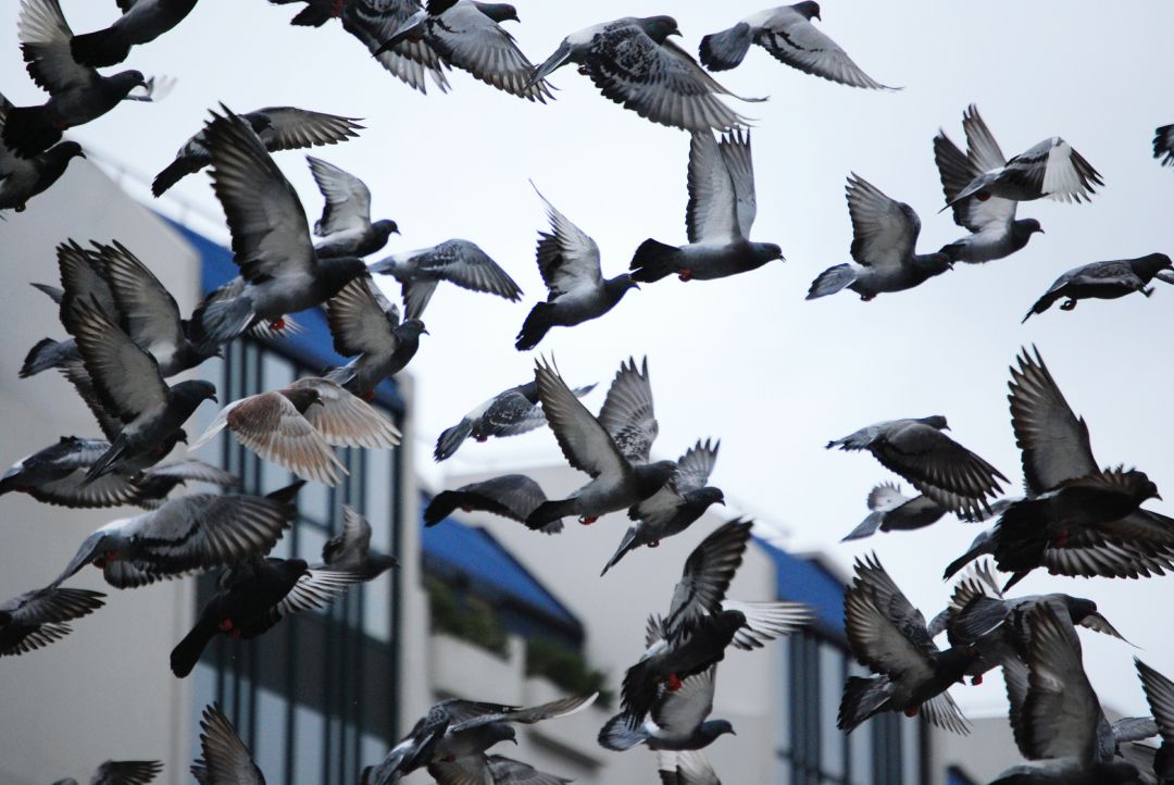 Palomas Palomas
