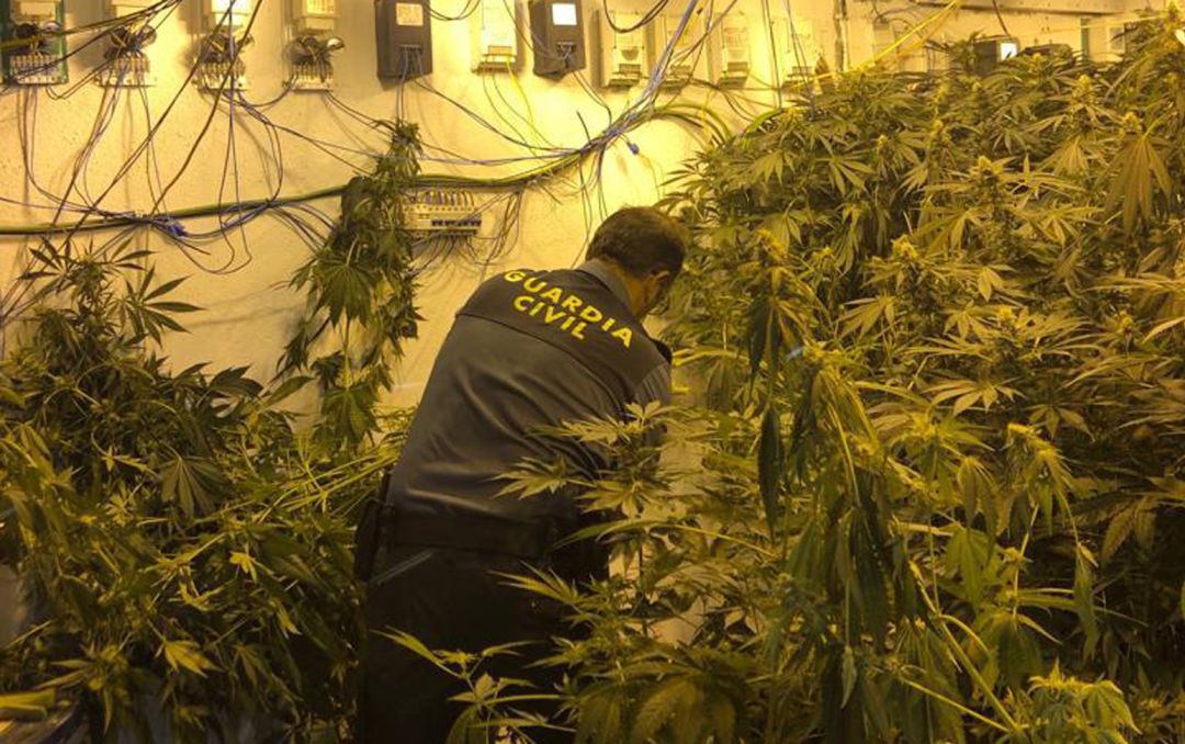 Un agente de la Guardia Civil interviene en una plantación interior de marihuana en Pulianas (Granada) Un agente de la Guardia Civil interviene en una plantación interior de marihuana en Pulianas (Granada)