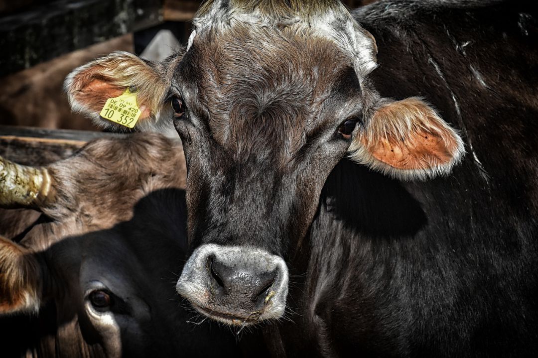 Vacas Vacas