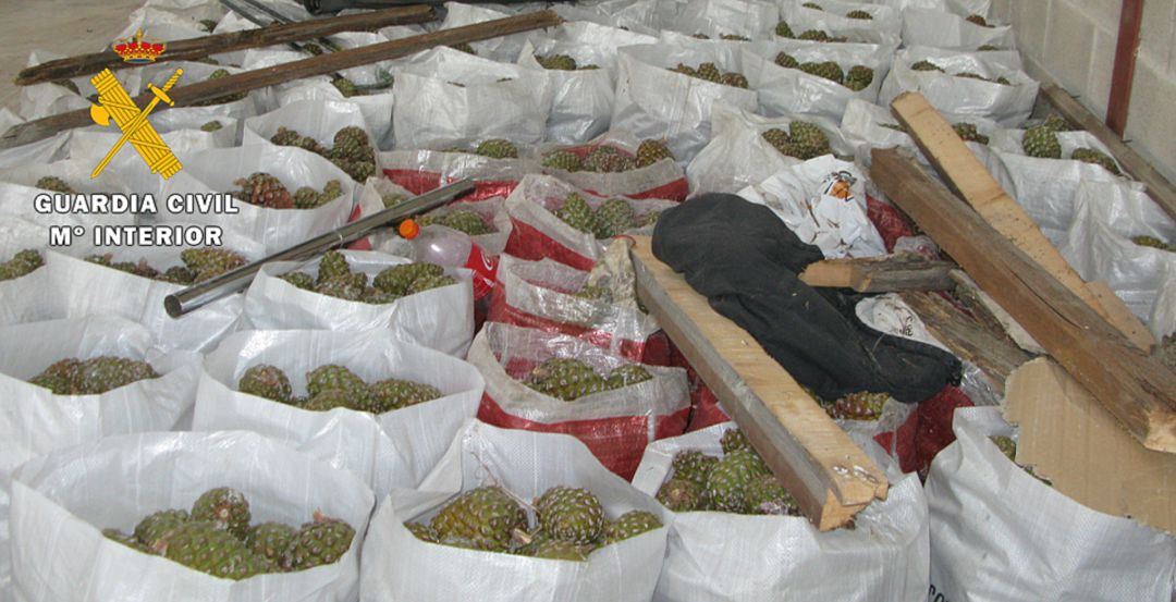 La nave albergaba más de 13.000 kilos de piñas piñoneras recolectadas sin licencia La nave albergaba más de 13.000 kilos de piñas piñoneras recolectadas sin licencia