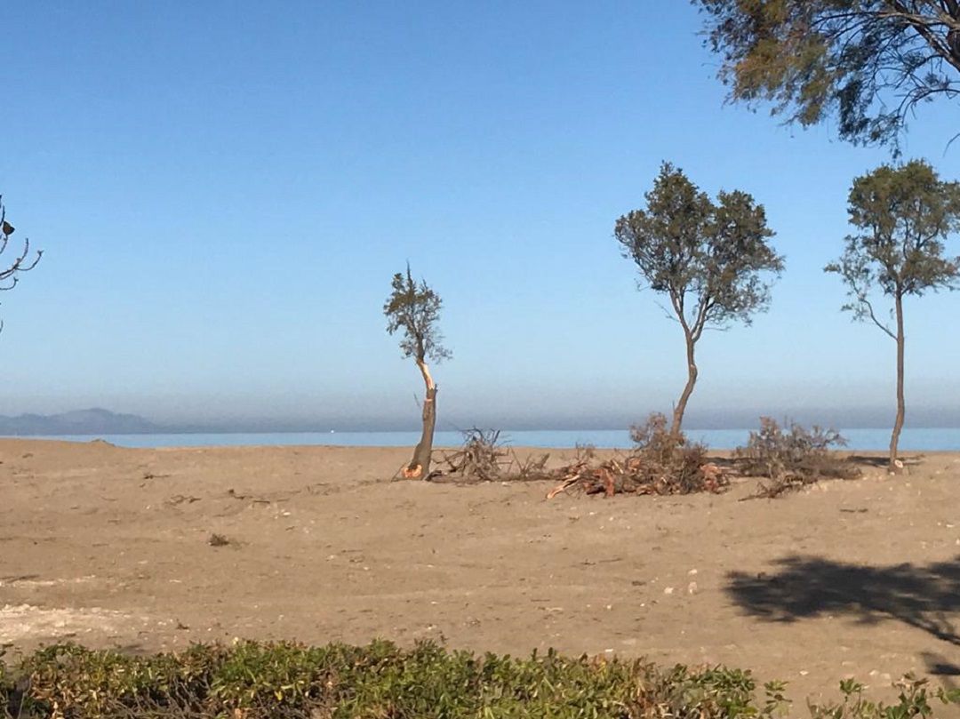Imagen después de la limpieza y desbroce de las dunas. Imagen después de la limpieza y desbroce de las dunas.