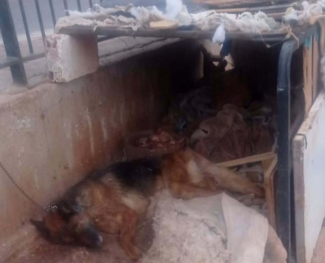 La Policía Nacional detiene a un joven como presunto autor de un delito de maltrato animal. La Policía Nacional detiene a un joven como presunto autor de un delito de maltrato animal.