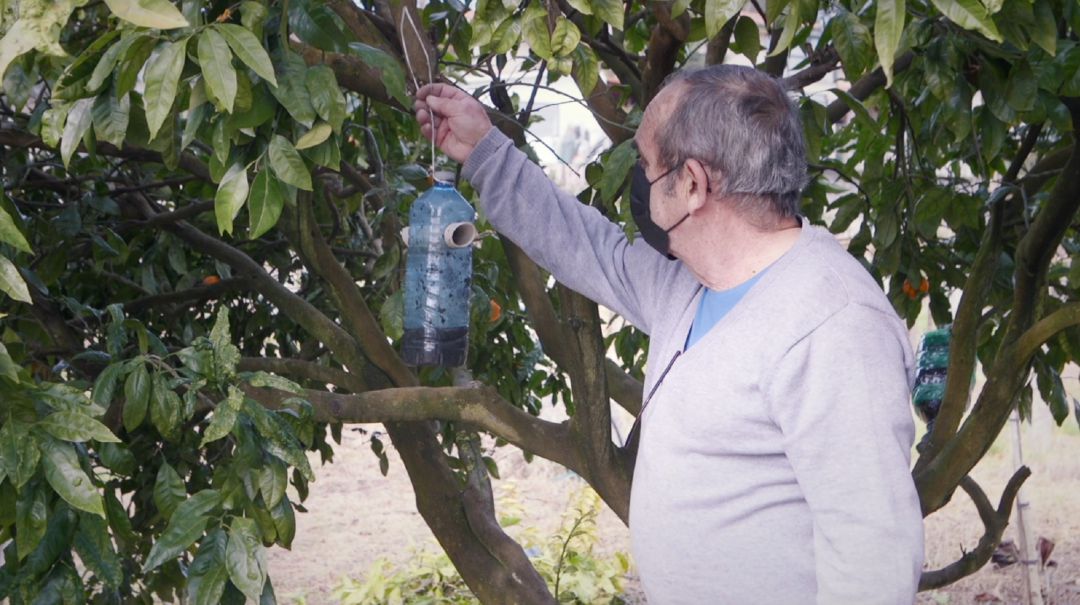 Un apicultor colocando una trampa para la avispa asiática en O Rosal. Un apicultor colocando una trampa para la avispa asiática en O Rosal.