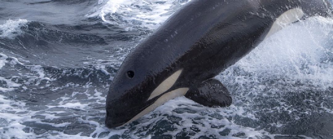 Unha candorca Unha candorca