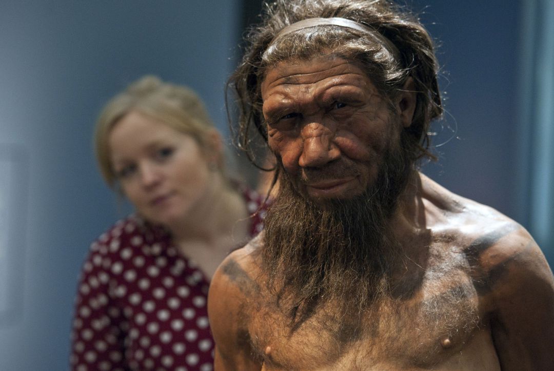 Un empleado del Museo de Historia Natural de Londres observa el modelo de un neandertal de unos veinte años Un empleado del Museo de Historia Natural de Londres observa el modelo de un neandertal de unos veinte años