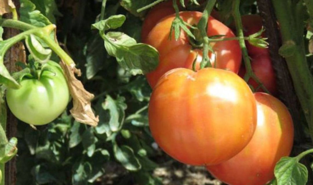 En unas dos semanas comenzará la campaña del tomate en Extremadura En unas dos semanas comenzará la campaña del tomate en Extremadura