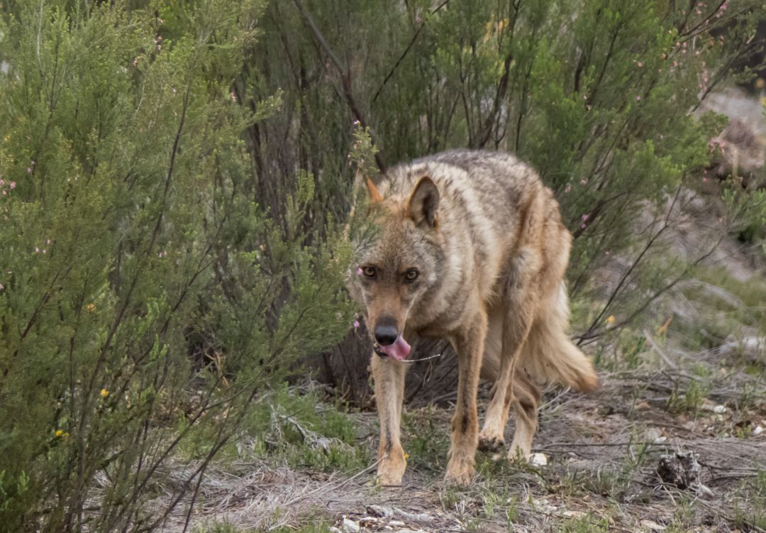 Lobo Ibérico Lobo Ibérico