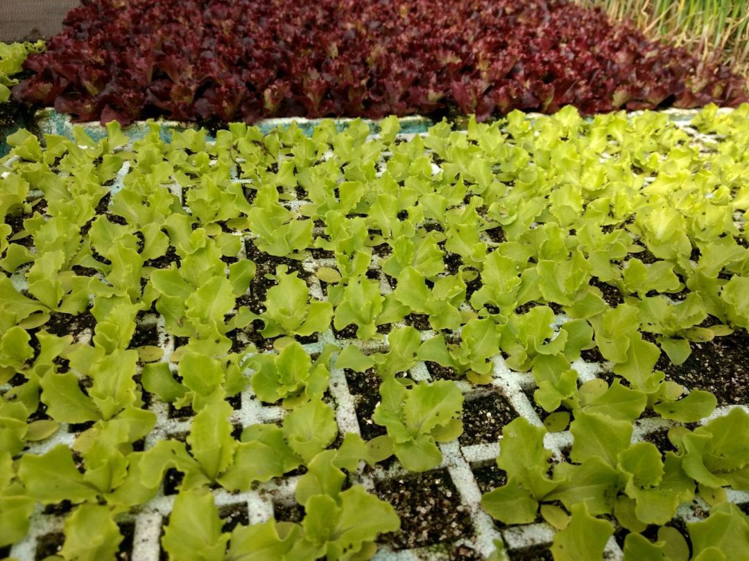Lechugas preparadas para su venta Lechugas preparadas para su venta