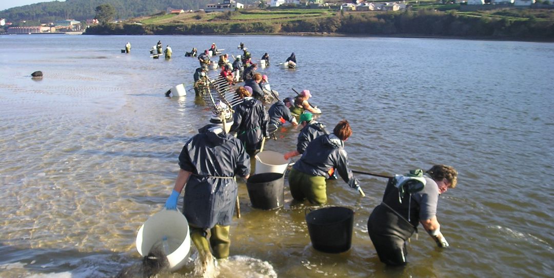 Mariscadoras faenando en la Ría de Pontevedra Mariscadoras faenando en la Ría de Pontevedra
