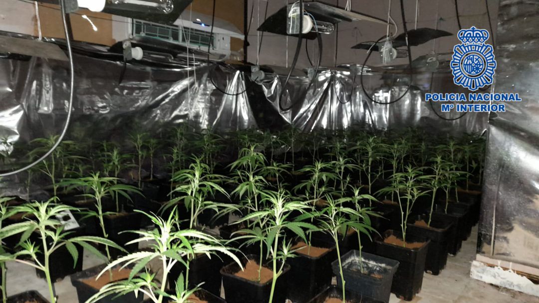 Plantas marihuana Plantas marihuana