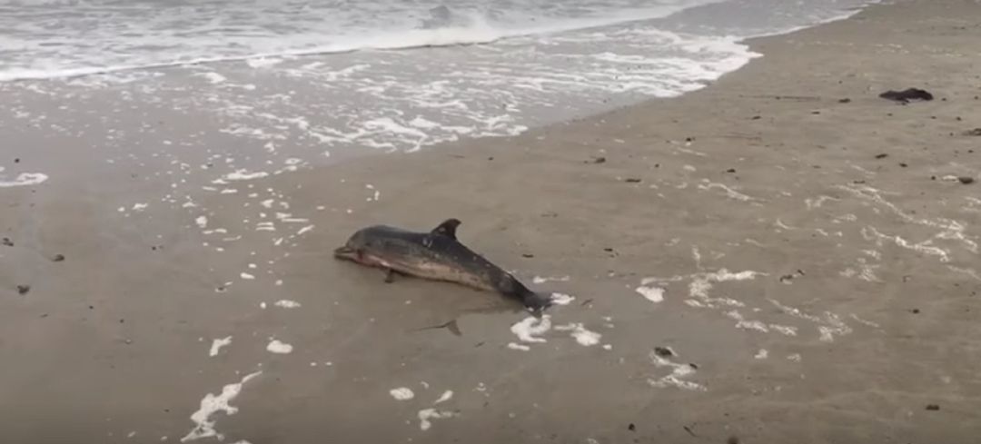 Un pequeño delfín aparece muerto en una playa de La Manga Un pequeño delfín aparece muerto en una playa de La Manga