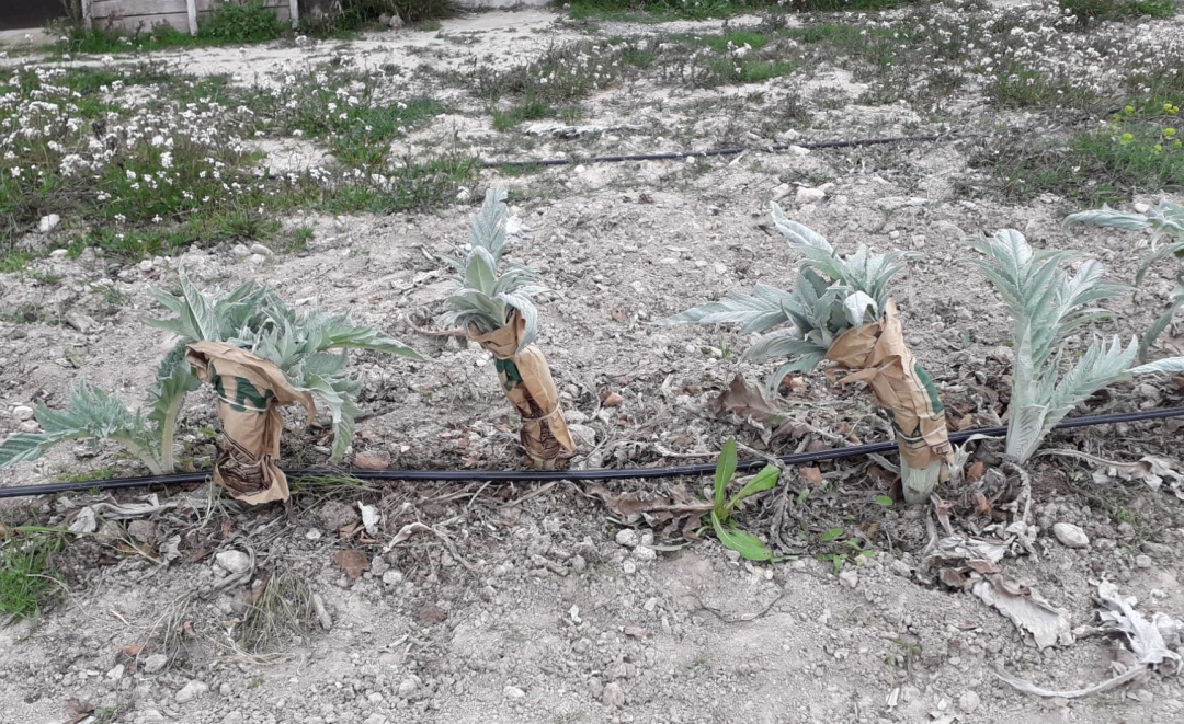 Cultivo de cardo en ECOHUERTO Sax Cultivo de cardo en ECOHUERTO Sax