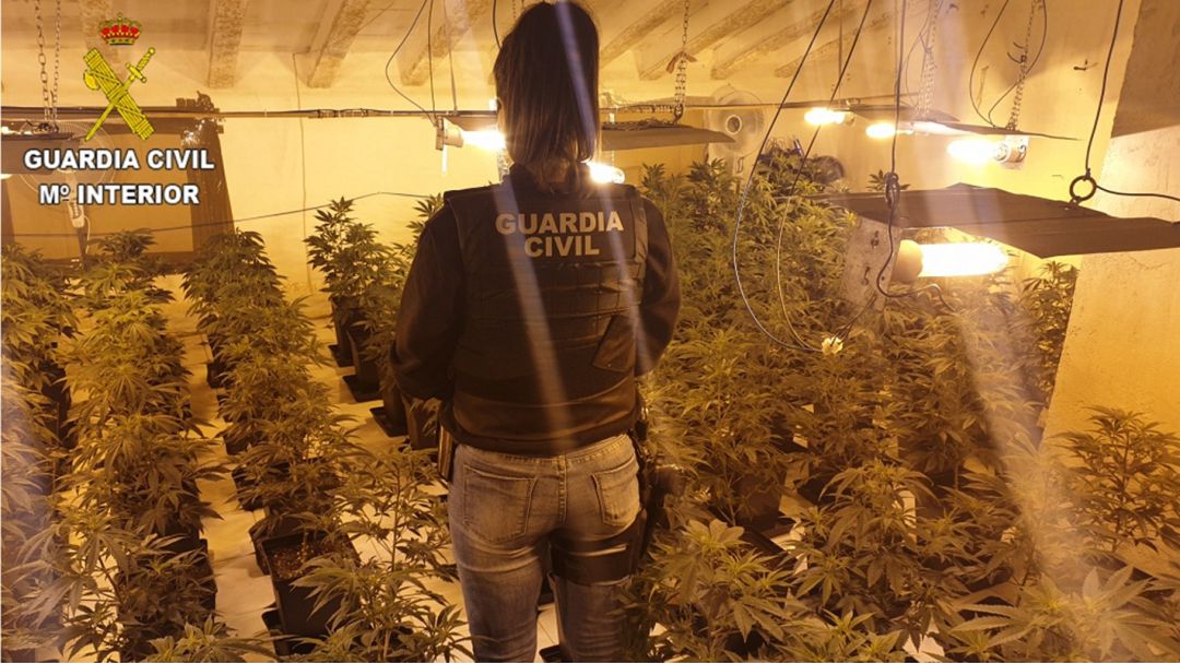 Los detenidos tenían un cultivo de marihuana Los detenidos tenían un cultivo de marihuana