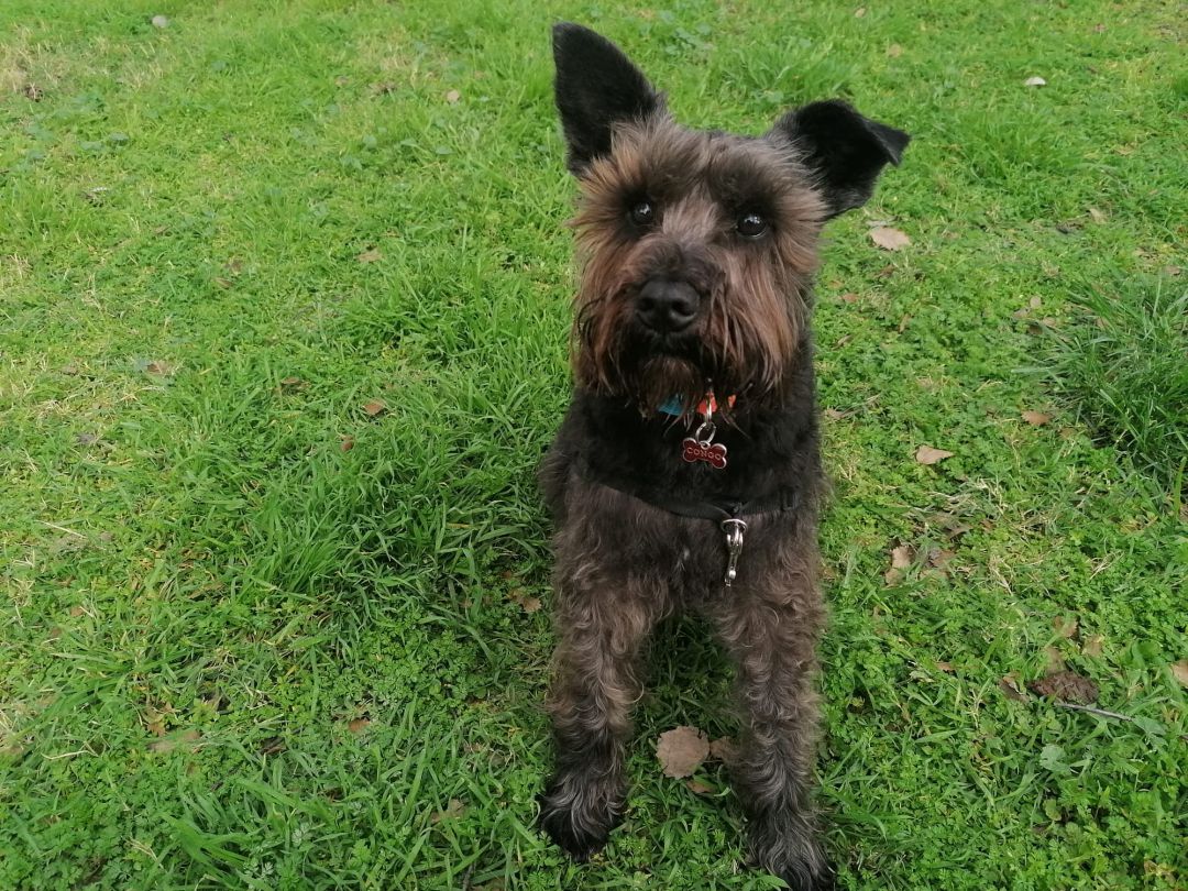 Foto de Congo, un perro valenciano (No es el protagonísta de la noticia) Foto de Congo, un perro valenciano (No es el protagonísta de la noticia)