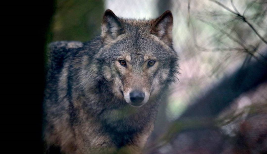 Ejemplar de lobo ibérico Ejemplar de lobo ibérico