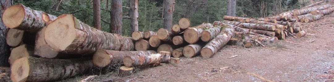 Pinos en perfecto estado que han sido talados en el parque natural de la serranía conquense Pinos en perfecto estado que han sido talados en el parque natural de la serranía conquense