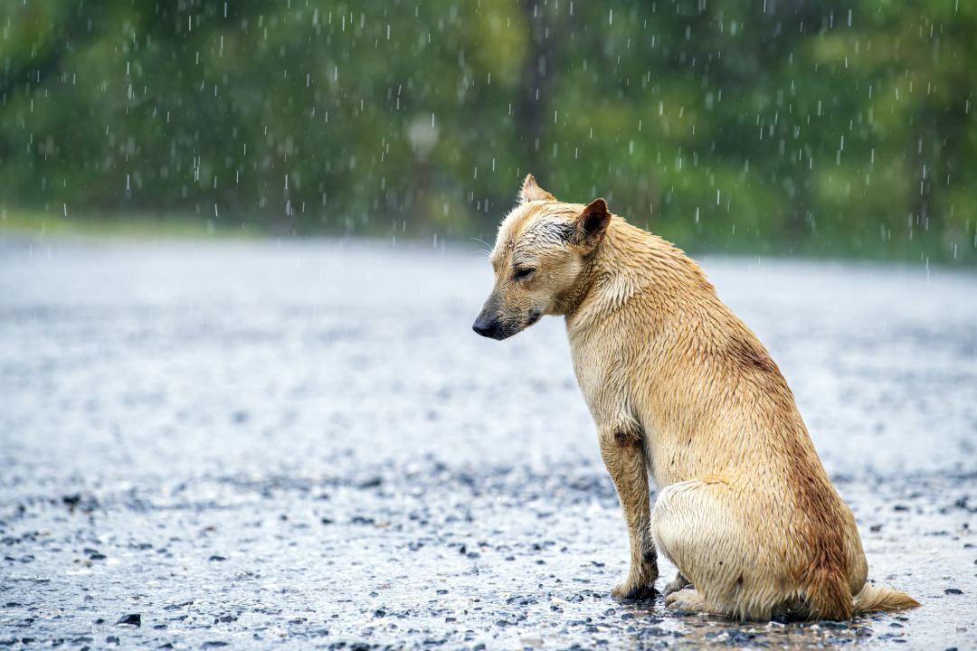 No se podrá alimentar a animales callejeros sin autorización No se podrá alimentar a animales callejeros sin autorización