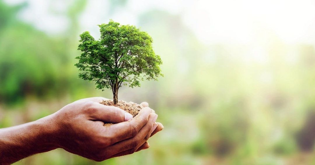 Día del árbol Día del árbol