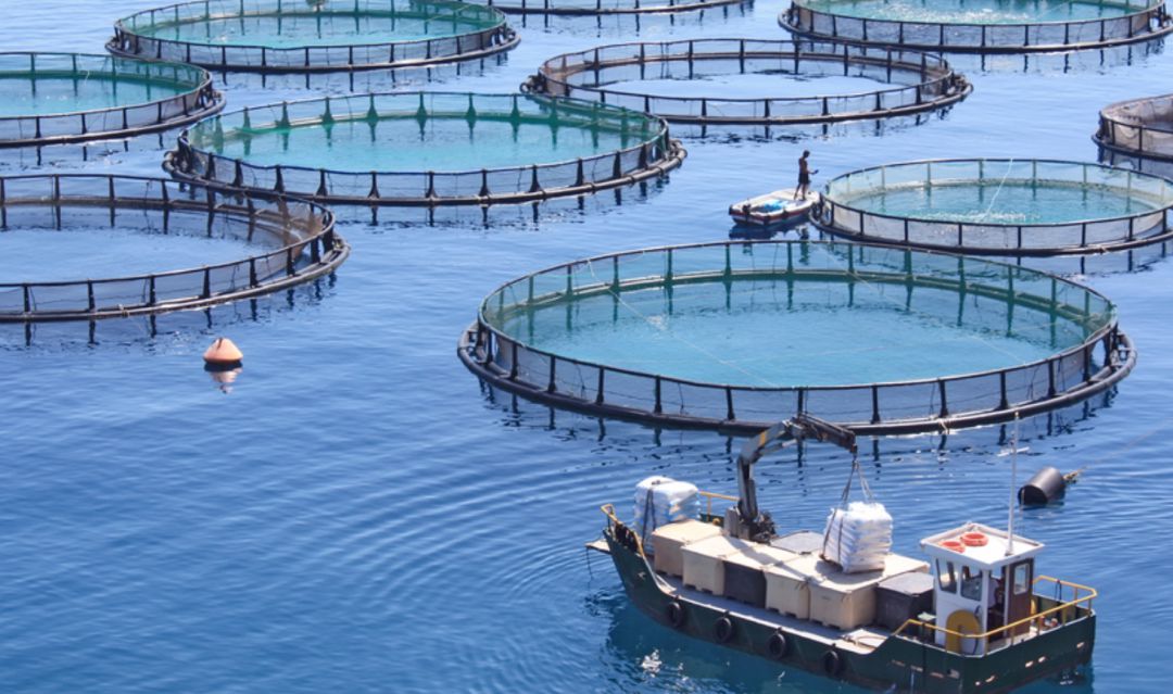 La red EATFISH que coordina el IATS-CSIC formará a estudiantes de doctorado para lograr que la acuicultura sea más sostenible y rentable en Europa
La red EATFISH que coordina el IATS-CSIC formará a estudiantes de doctorado para lograr que la acuicultura sea más sostenible y rentable en Europa
