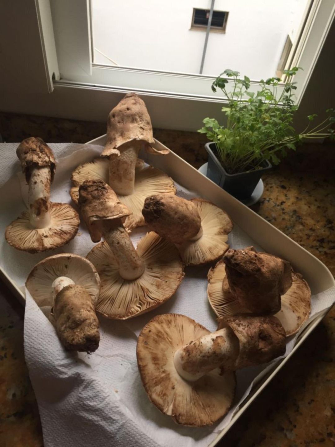 Gurumelos, seta estrella de la gastronomía de la comarca andevaleña Gurumelos, seta estrella de la gastronomía de la comarca andevaleña