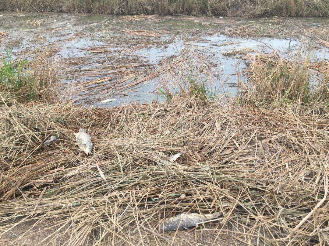 La paja del arroz que no se ha retirado está eliminando el oxígeno del agua de la Albufera de València. La paja del arroz que no se ha retirado está eliminando el oxígeno del agua de la Albufera de València.