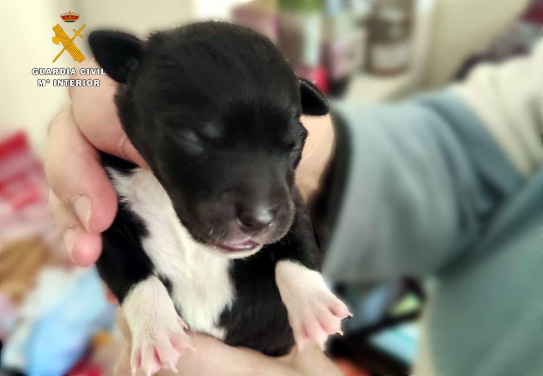 Cachorro encontrado en un contenedor de basura en Ramales de la Victoria Cachorro encontrado en un contenedor de basura en Ramales de la Victoria