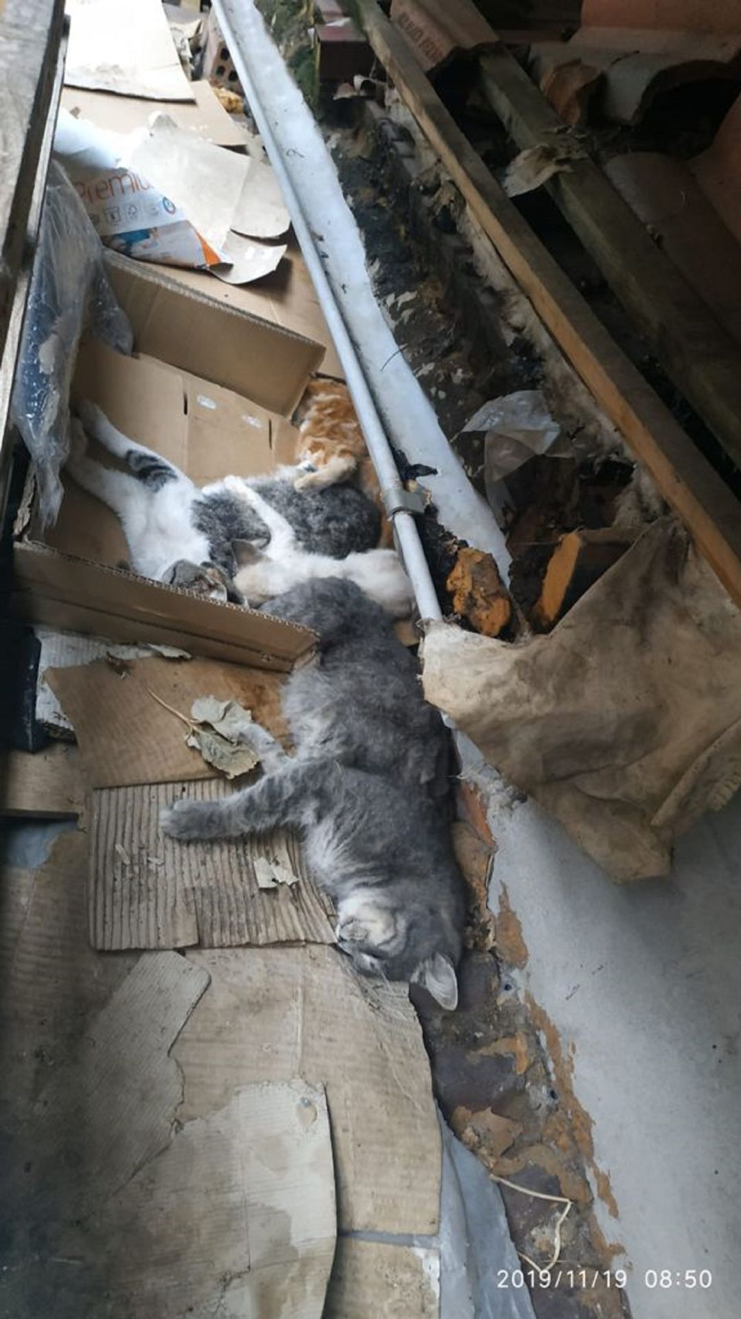 Algunos de los gatos envenenados Algunos de los gatos envenenados
