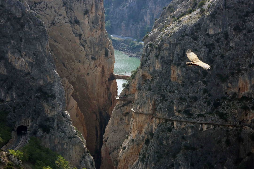 Archivo - Un ave vuela por el entorno del Caminito del Rey de Málaga Archivo - Un ave vuela por el entorno del Caminito del Rey de Málaga