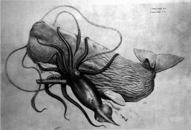 El calamar gigante Architeuthis dux pelea contra un cachalote. G. Loates. El calamar gigante Architeuthis dux pelea contra un cachalote. G. Loates.