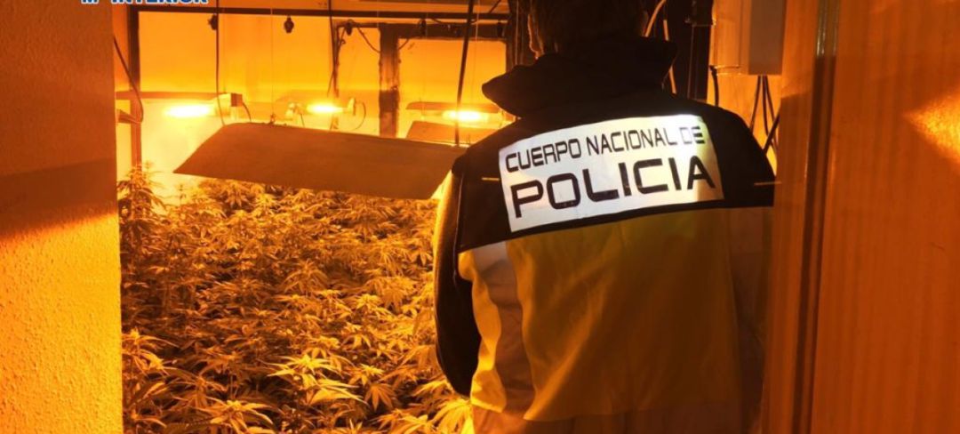 Imagen de una de las plantaciones Imagen de una de las plantaciones