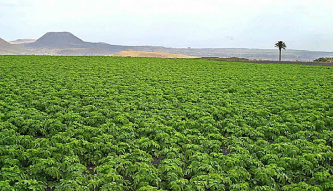 Finca agrícola en Lanzarote. Finca agrícola en Lanzarote.
