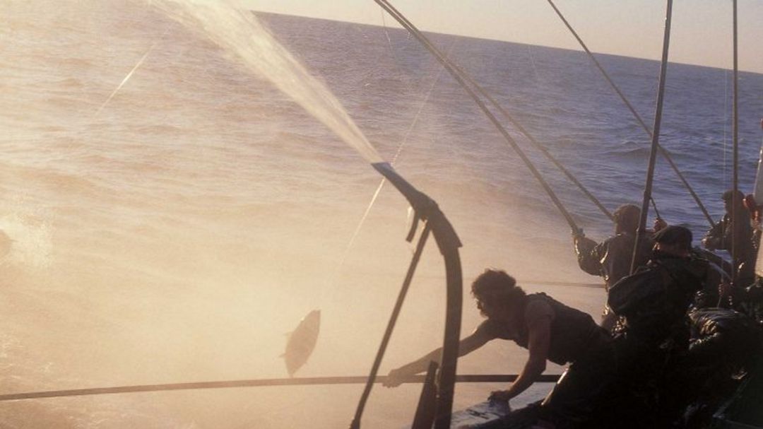 Arrantzales vascos pescando bonito a la manera tradicional, uno por uno Arrantzales vascos pescando bonito a la manera tradicional, uno por uno