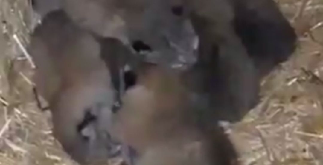 Linces recién nacidos en Jaén. Linces recién nacidos en Jaén.