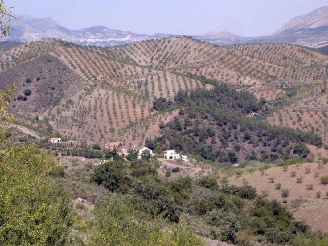 Pedanía lorquina de Jarales. Pedanía lorquina de Jarales.