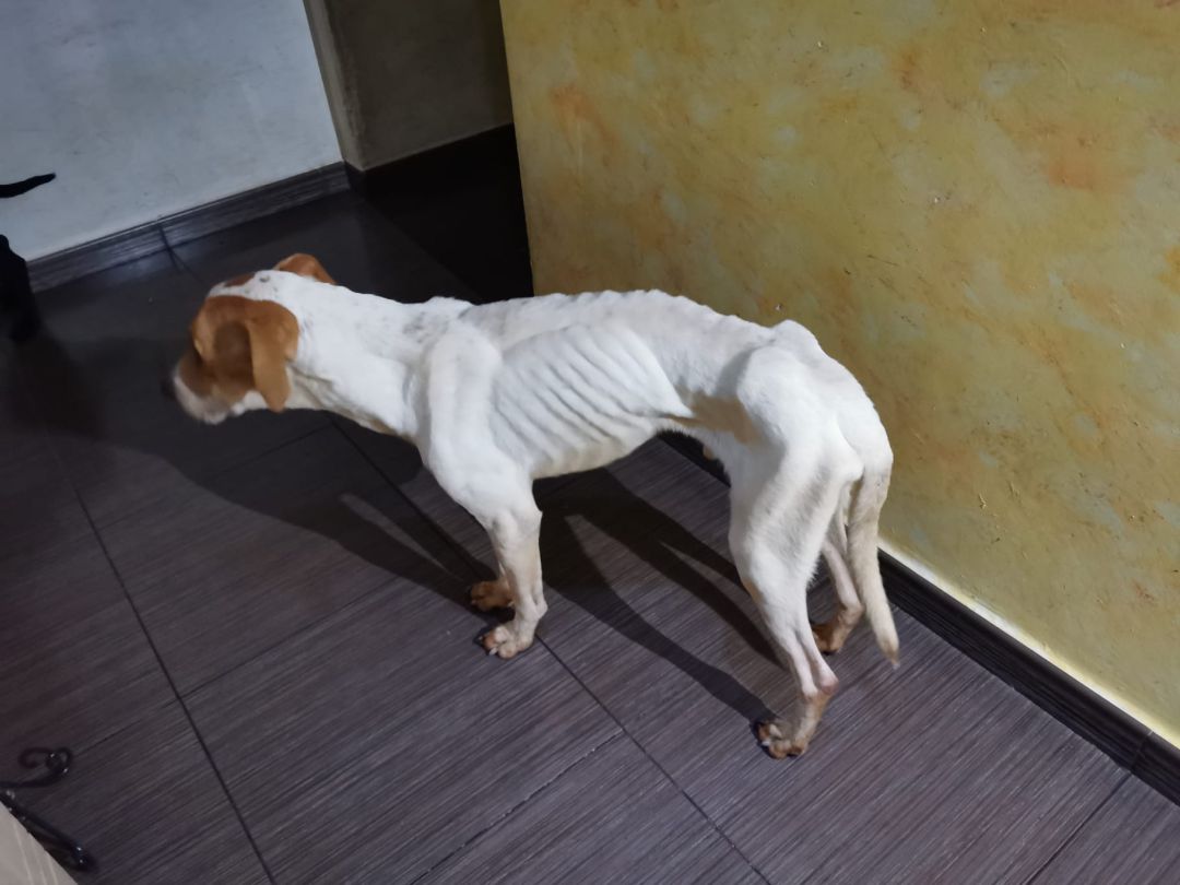 Perro recuperado por la protectora en Gandia Perro recuperado por la protectora en Gandia