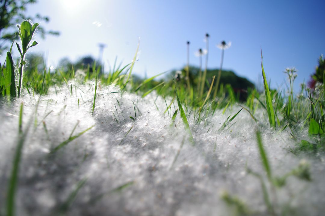 La primavera, la alergia altera La primavera, la alergia altera