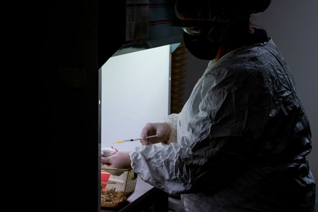 Una investigadora del Centro de Investigaciones Biológicas Margarita Salas (CIB-CSIC) experimentando con ratones. Una investigadora del Centro de Investigaciones Biológicas Margarita Salas (CIB-CSIC) experimentando con ratones.