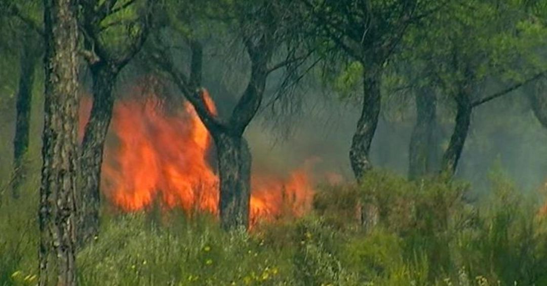 Incendio en las Peñuelas de Moguer (Huelva) Incendio en las Peñuelas de Moguer (Huelva)