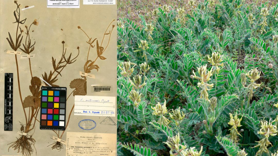 Recuperadas 17 especies de plantas europeas que se creían extintas Recuperadas 17 especies de plantas europeas que se creían extintas