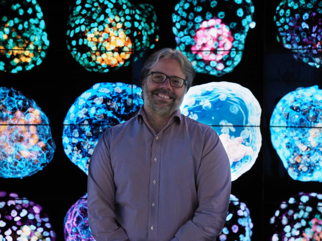 El bioquímico argentino José Polo posa junto a imágenes de sus seudoembriones humanos. El bioquímico argentino José Polo posa junto a imágenes de sus seudoembriones humanos.