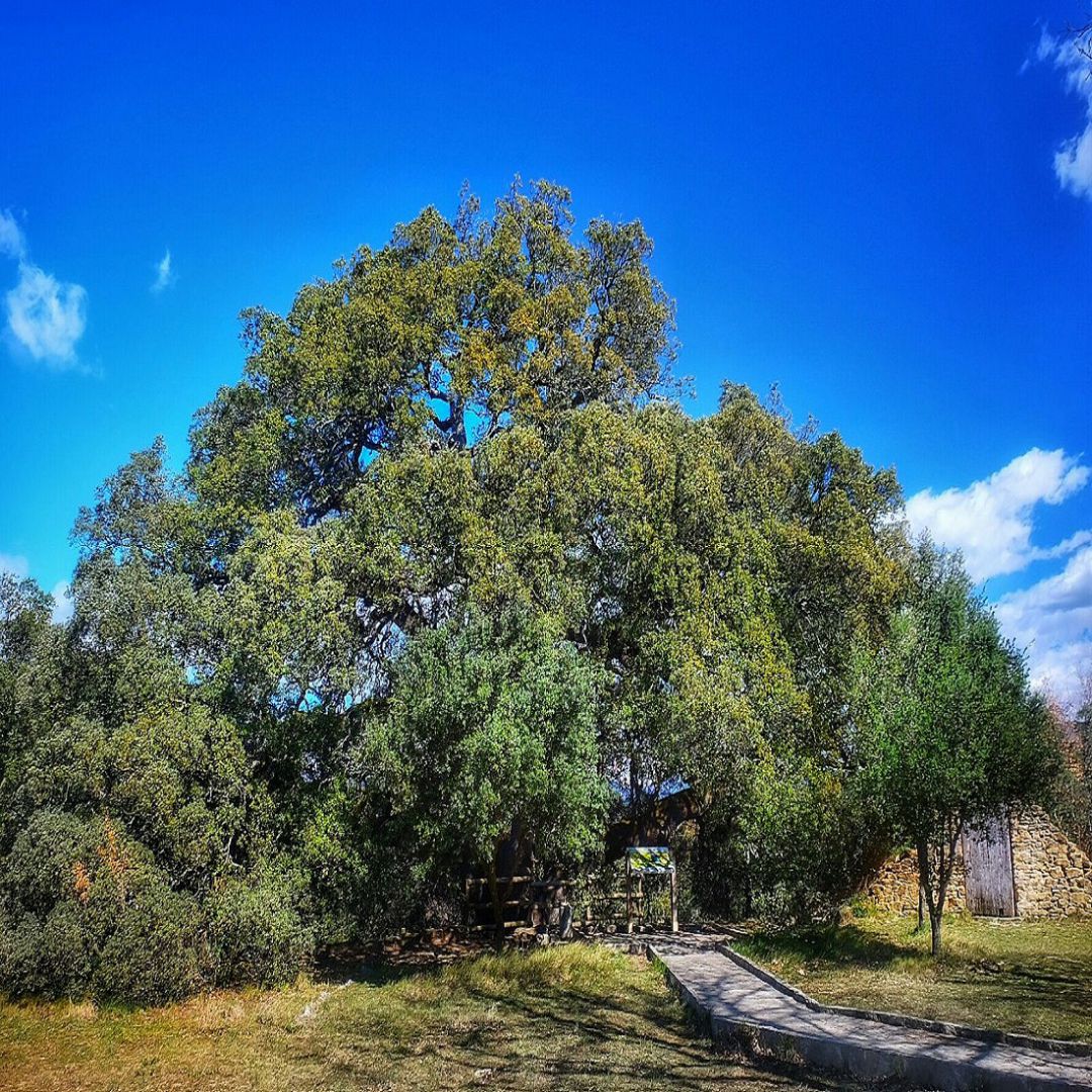 La Carrasca de Lecina, Árbol Europeo del Año La Carrasca de Lecina, Árbol Europeo del Año