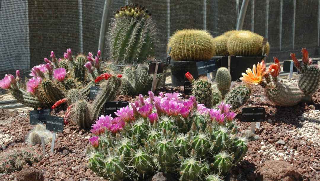 Parte de la colección de cactus del Real Jardín Botánico Juan Carlos I de Alcalá de Henares. Parte de la colección de cactus del Real Jardín Botánico Juan Carlos I de Alcalá de Henares.