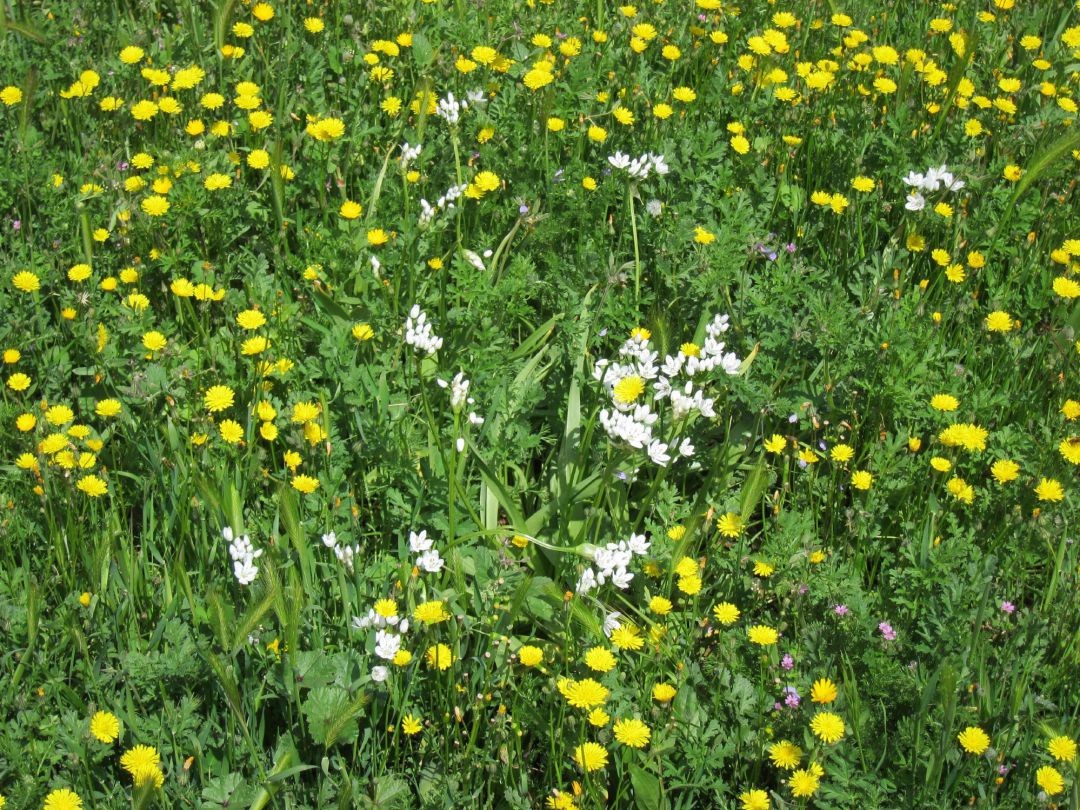 Campo en primavera. Campo en primavera.