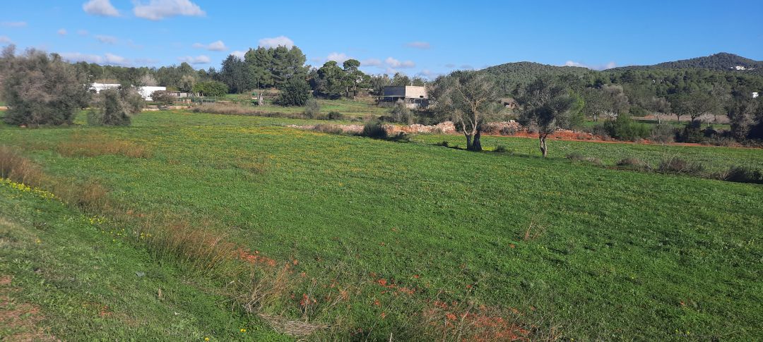 Campo Campo