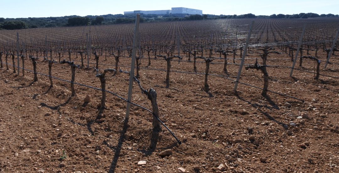 Viñedos en espaldera Viñedos en espaldera